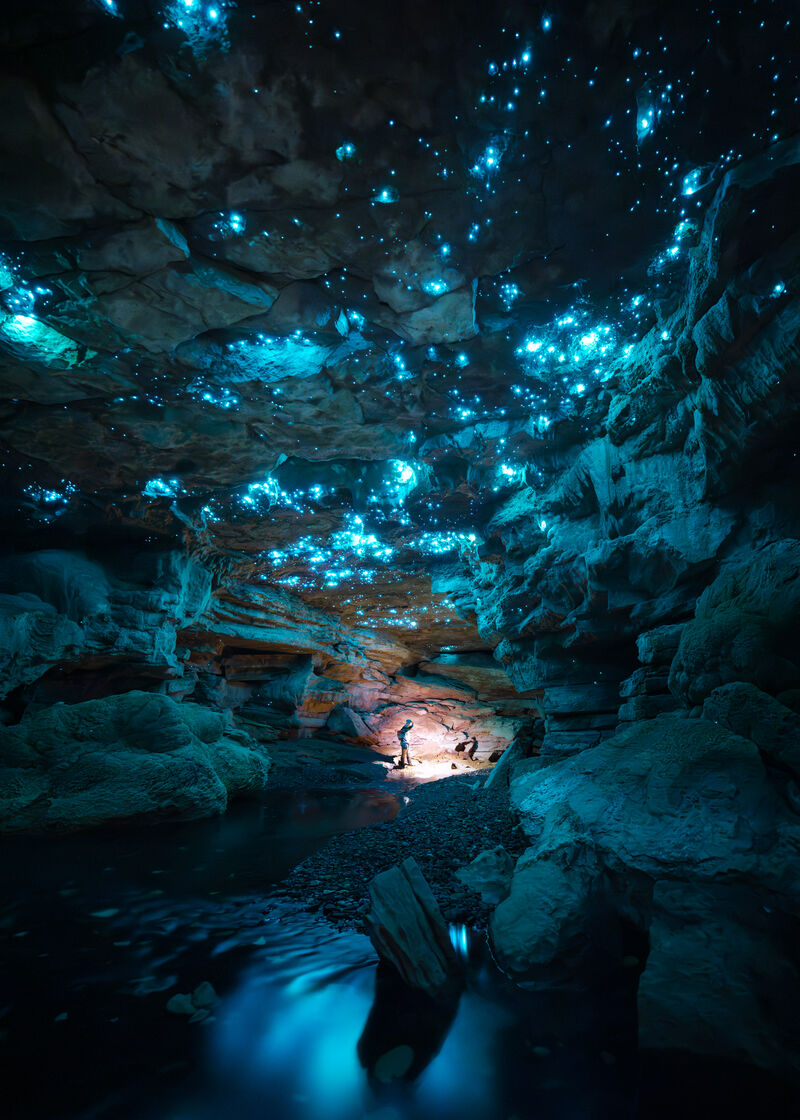 Glowworms image