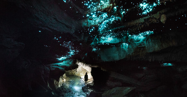 Glowworms image